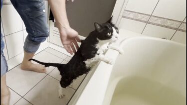 1歳児の赤ちゃんみたいに、つかまり立ちで洗わせてくれる猫【ひのき猫】