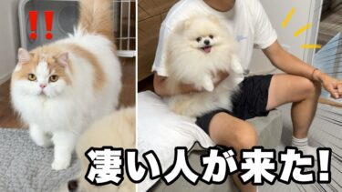 わが家に凄い人が来てくれて猫と犬の反応がおもしろすぎました！【猫のレモンちゃんねる】