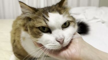 午前中は家事で忙しいお母さんの仕事をさらに増やす猫【ひのき猫】