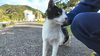 猫島の漁港付近を歩いていたら白黒の猫が何か言いながら寄ってきた【感動猫動画】