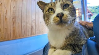 猫島のフェリー乗り場に行くと人懐っこい猫がいて癒やされる【感動猫動画】