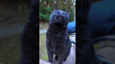 山の中のハイキングコースで出会った黒猫ちゃんは人懐こくてカワイイ【感動猫動画】