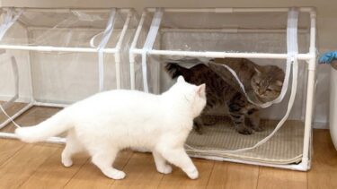 猫社会のパワハラの実態【ポムさんとしまちゃん / ねこべや】