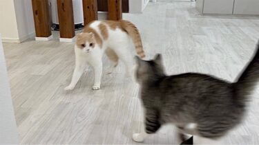 やんのかステップで兄を挑発した猫がまさかのこうなっちゃいました…笑【もちまる日記】