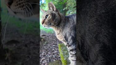 ハイキングコースで出会った猫ちゃん、ベンチの所まで付いてきて隣に座ってきた【感動猫動画】