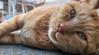 猫島の路地裏には猫が沢山落ちている【感動猫動画】