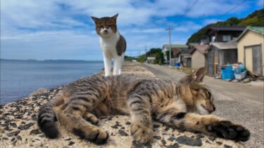 猫島の海辺の猫たち防波堤に集まってきた【感動猫動画】