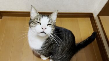 夜中、怖い夢を見てお父さんを起こす猫【ひのき猫】