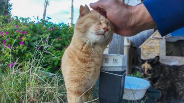 猫の家に行ったら茶トラ猫が出てきてくれた【感動猫動画】