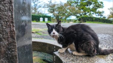 公園の猫、水出してやったけど飲まんのかい?!【感動猫動画】