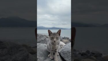 海辺で猫撮ってたらカメラ思いっきりボコられる【感動猫動画】