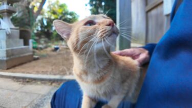 猫島の神社に行くと猫が付いてきて楽しい【感動猫動画】