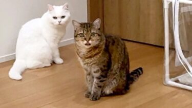 ごはんを食べない猫がついにおねだりしてくれました…！【ポムさんとしまちゃん / ねこべや】