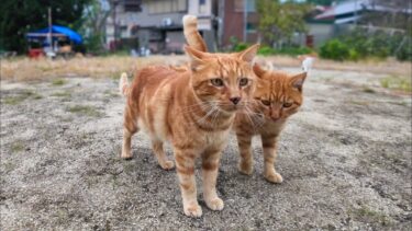 茶トラ猫小学校の全校集会【感動猫動画】