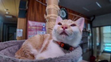 猫旅館は連泊に限る!チェックアウト後のフロントでノンビリ寛ぐ猫達と遊ぶ【感動猫動画】