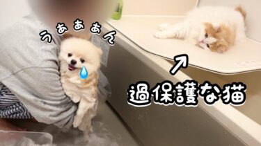 犬がシャンプーされてしまい、弟想いの猫の行動が可愛すぎました！【猫のレモンちゃんねる】