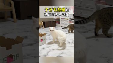 子ども部屋に初めて入った猫の反応がこちらw【ポムさんとしまちゃん / ねこべや】