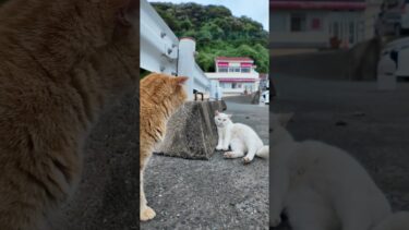 ガードレールの後ろにいるライバル猫に気づいて固まる茶トラ猫【感動猫動画】