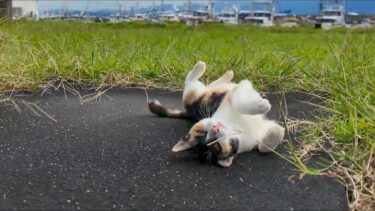 猫島の公園で三毛猫ちゃんがモフられにきた【感動猫動画】