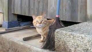 【隠れキャラ】猫島の港近くの神社に行くといつもの猫たちに加えて顔横長の茶トラ猫ちゃんも顔を出した【感動猫動画】