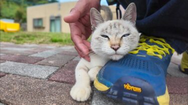 猫島の公園にいた子猫、足元にすり寄ってきてカワイイ【感動猫動画】