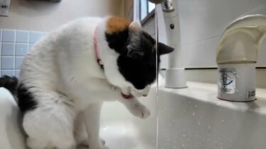 【猫旅館】あのー、歯磨きできないんですけど【感動猫動画】