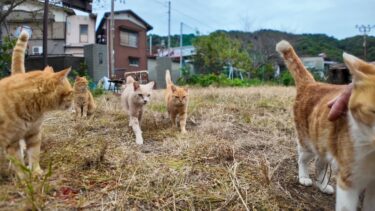 茶トラ猫小学校、生徒たちが登校してきます【感動猫動画】