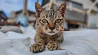 漁港で見掛けた子猫、カメラに興味あるけどまだちょっと怖がってます【感動猫動画】