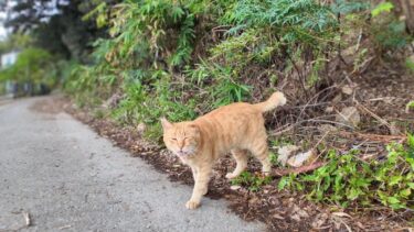 海沿いの一本道を通る人が来ると道路脇の草むらから出てくる猫【感動猫動画】