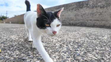 海沿いの道を歩く猫に付いていくと後ろから他の猫もたくさん付いてきて猫に取り囲まれた【感動猫動画】