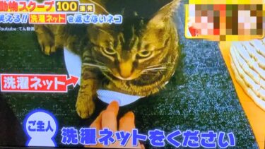 凶暴猫てんちゃんがテレビに出たときの超貴重映像！！【てん動画】