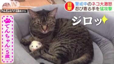 てんちゃんがニュース番組に出た時の貴重映像！！【てん動画】