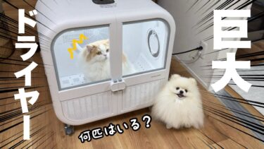 最新のペットドライヤーが巨大ハイテク化してて凄すぎました！【猫のレモンちゃんねる】