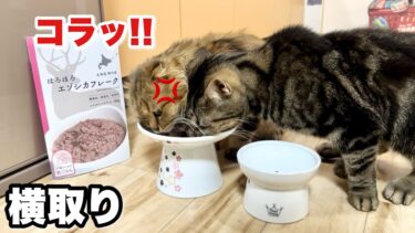 鹿肉を何度も横取りして飼い主にブチギレられ空へ旅立ってしまった猫【ちょりちゃみチャンネル】