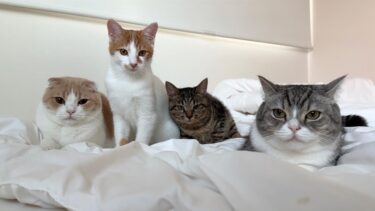 1時間寝坊したら猫たちが勢揃いで布団の上でこうなってました…汗【もちまる日記】