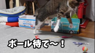 ボール遊びが本気すぎる猫ゴマちゃん☆ひとりドタバタ大暴れ 【リキちゃんねる　猫動画】 キジトラ 猫のいる暮らし