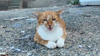 会うと必ず挨拶してくる漁港の猫【感動猫動画】