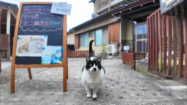 「いらっしゃいませニャン」お客様を門で出迎える猫がかわい過ぎる【感動猫動画】