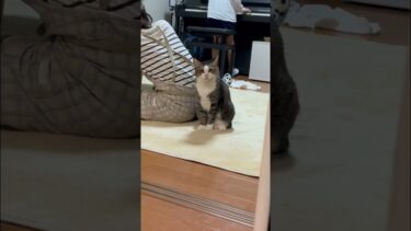 呼ばれるまで待機【ひのき猫】