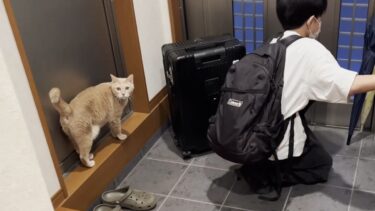 息子の修学旅行に連れて行ってもらえなかった猫が切ない【ひのき猫】