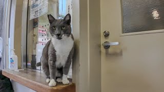 今日はフェリー乗り場受付に鳩みたいな声を出す猫がいました【感動猫動画】