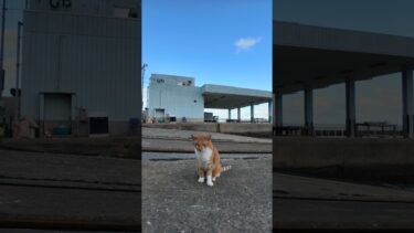 漁港の猫ちゃんゴロゴロ転がってカワイイ【感動猫動画】