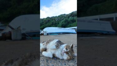 漁港にいた野良猫がカワイイ【感動猫動画】