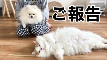 みなさまに大事なご報告があります…【猫のレモンちゃんねる】