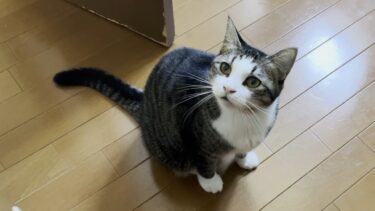 可愛く「ワンワン」て言える猫【ひのき猫】