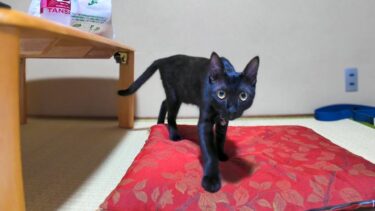 【猫旅館】お風呂から帰ったら部屋に黒猫ちゃんが遊びに来ていました【感動猫動画】