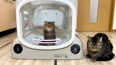 猫の入浴後に巨大なドライヤーハウスへ入れたら心地良すぎてこうなりましたw【ちょりちゃみチャンネル】