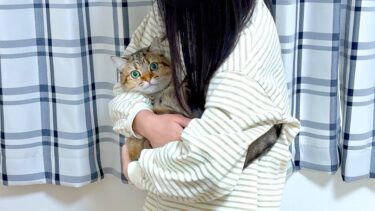 絶対に病院に行きたくない猫が最終手段に出ました…【ポムさんとしまちゃん / ねこべや】