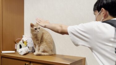 4日ぶりに息子に会えて嬉しさを隠しきれない猫【ひのき猫】