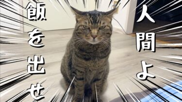 夜中に人間を起こして飯を要求する猫様…【てん動画】